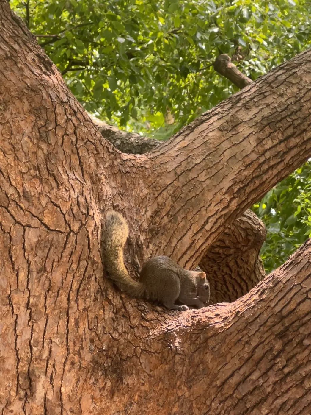 湖沿いにいたリス