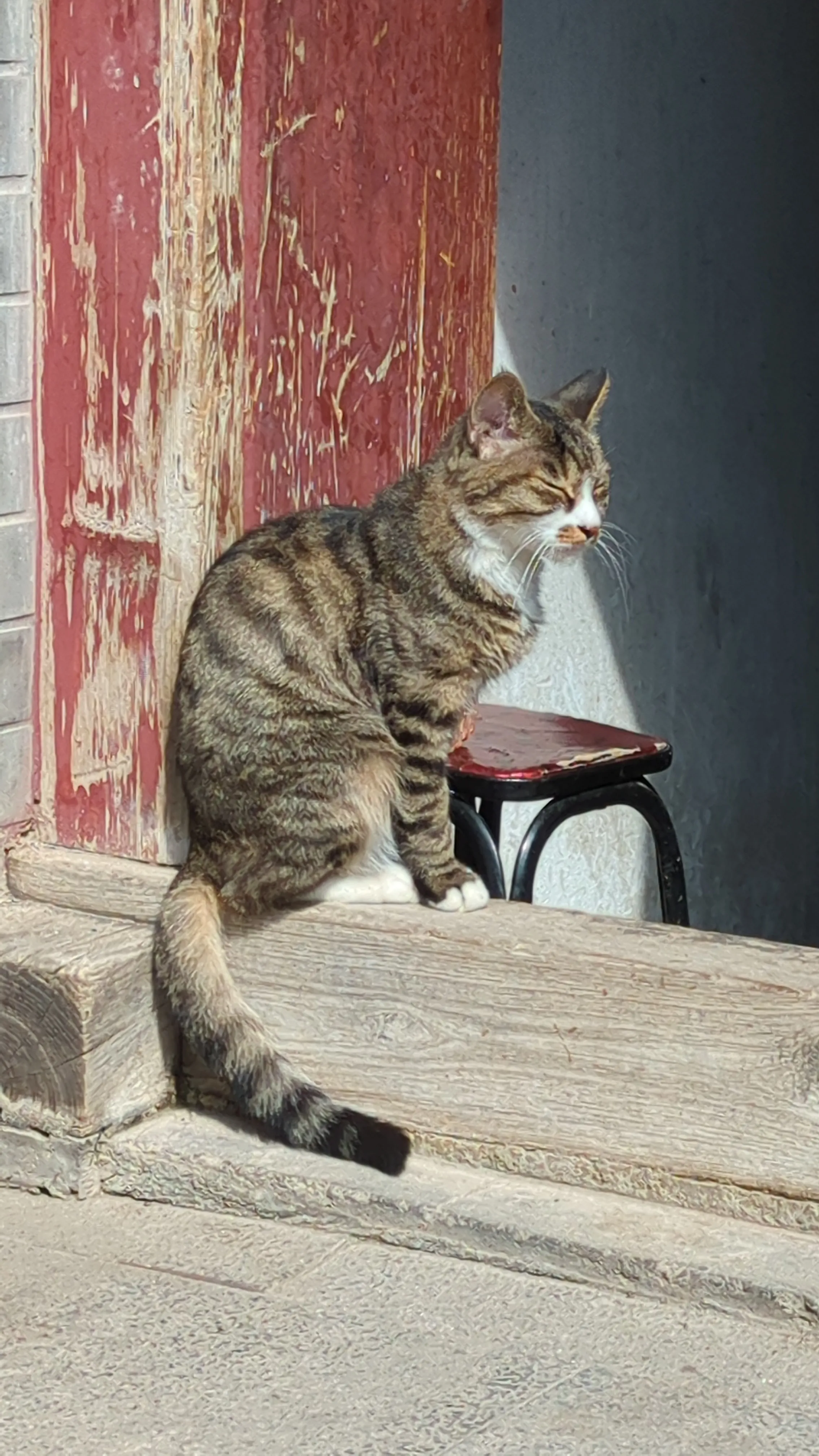 ネコさんが気持ち良さそうです