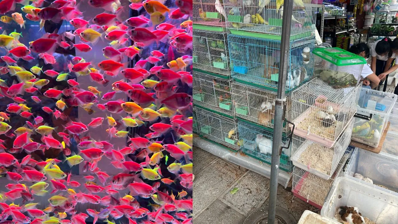 魚と小動物たち