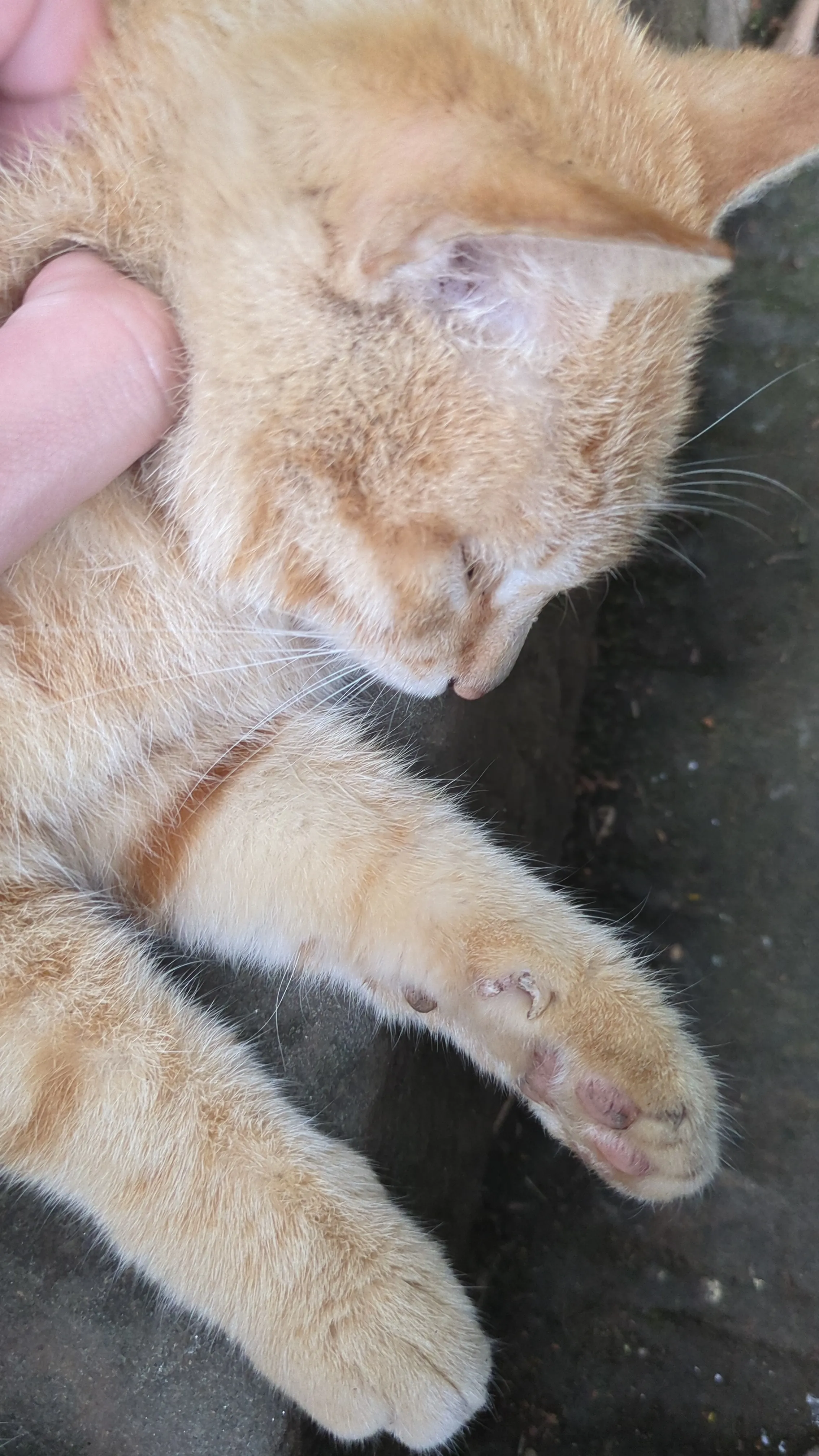 ネコさんと戯れてました