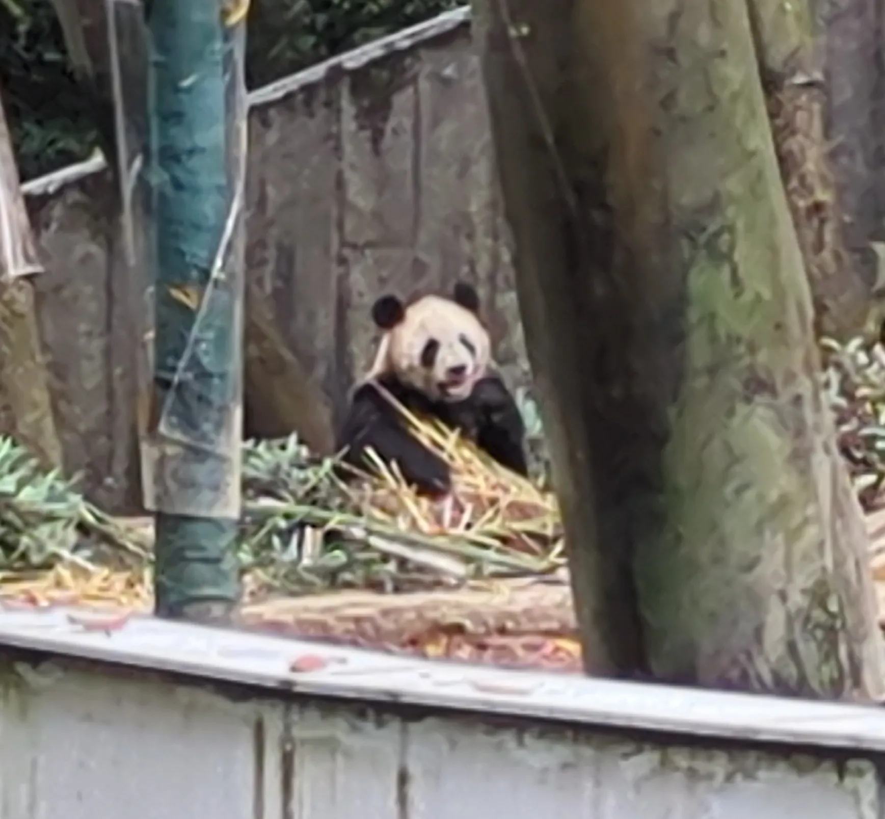 碧峰峡のパンダたち