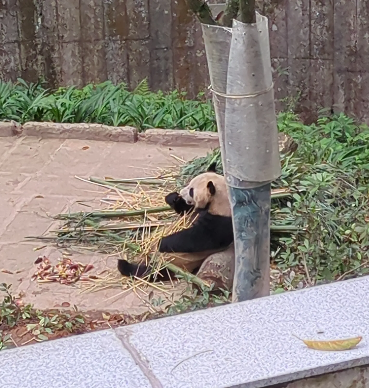 碧峰峡のパンダたち