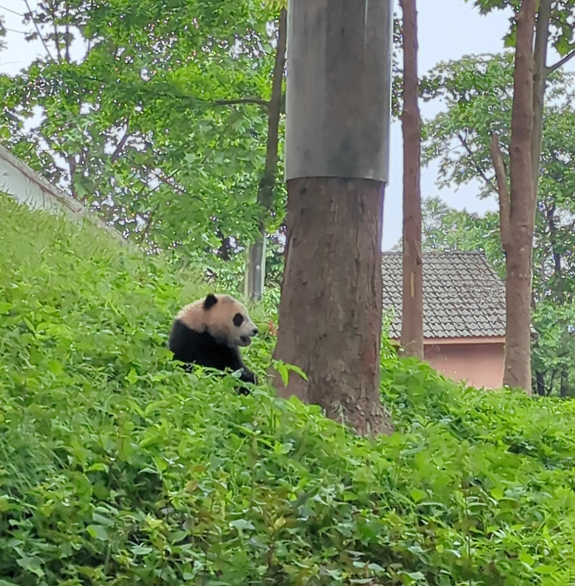 碧峰峡のパンダたち