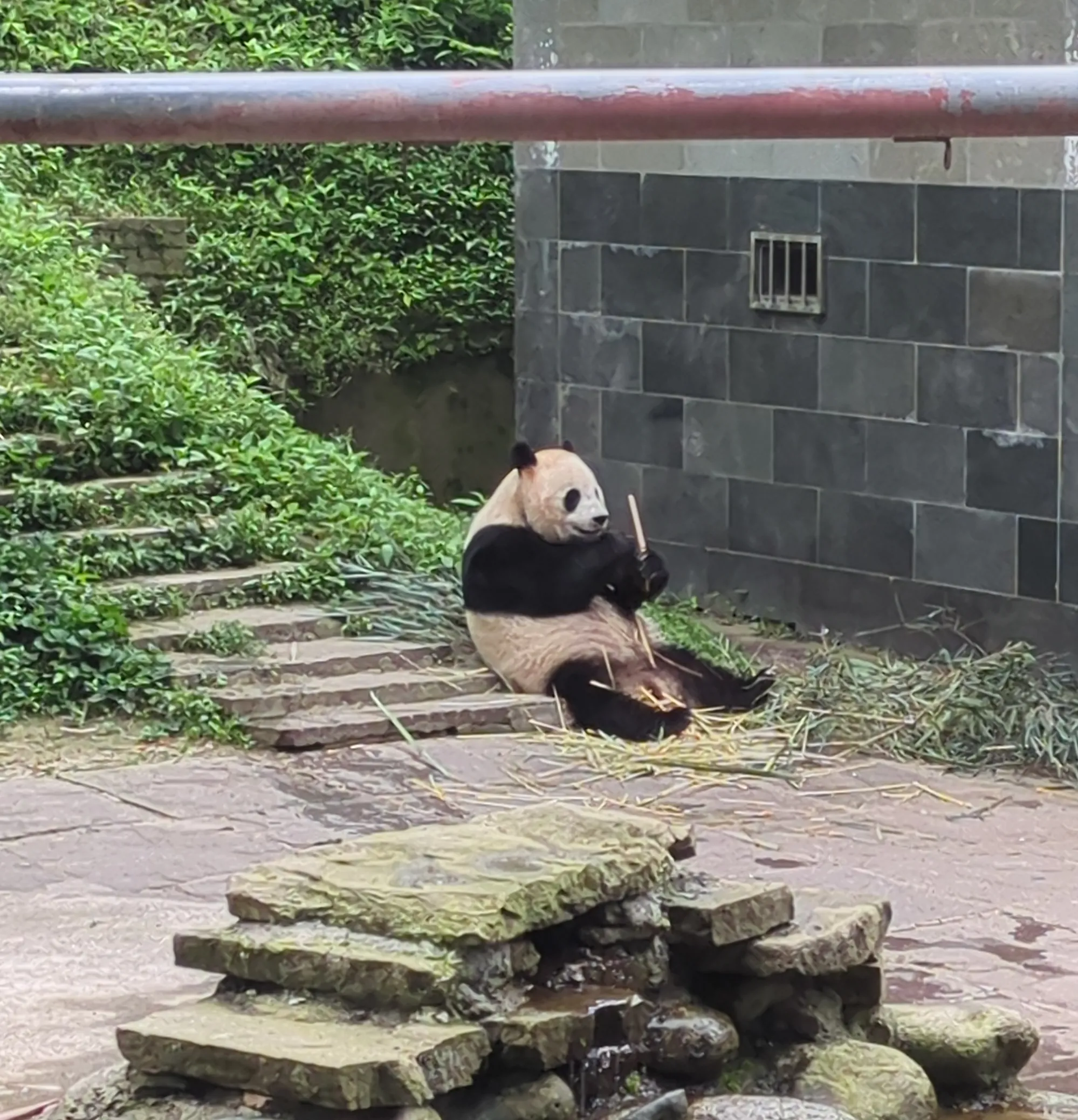 碧峰峡のパンダたち