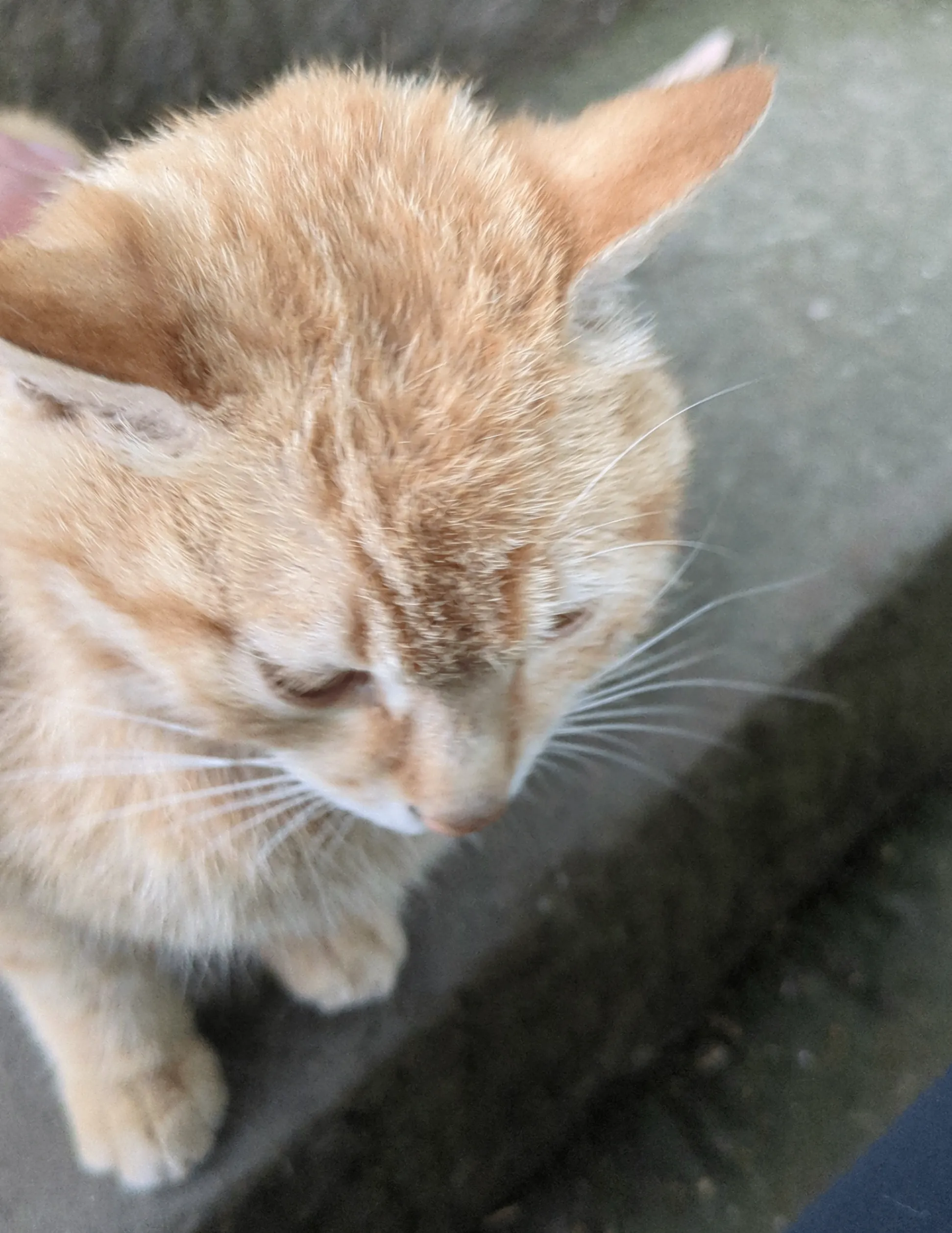 ここにもネコさんが