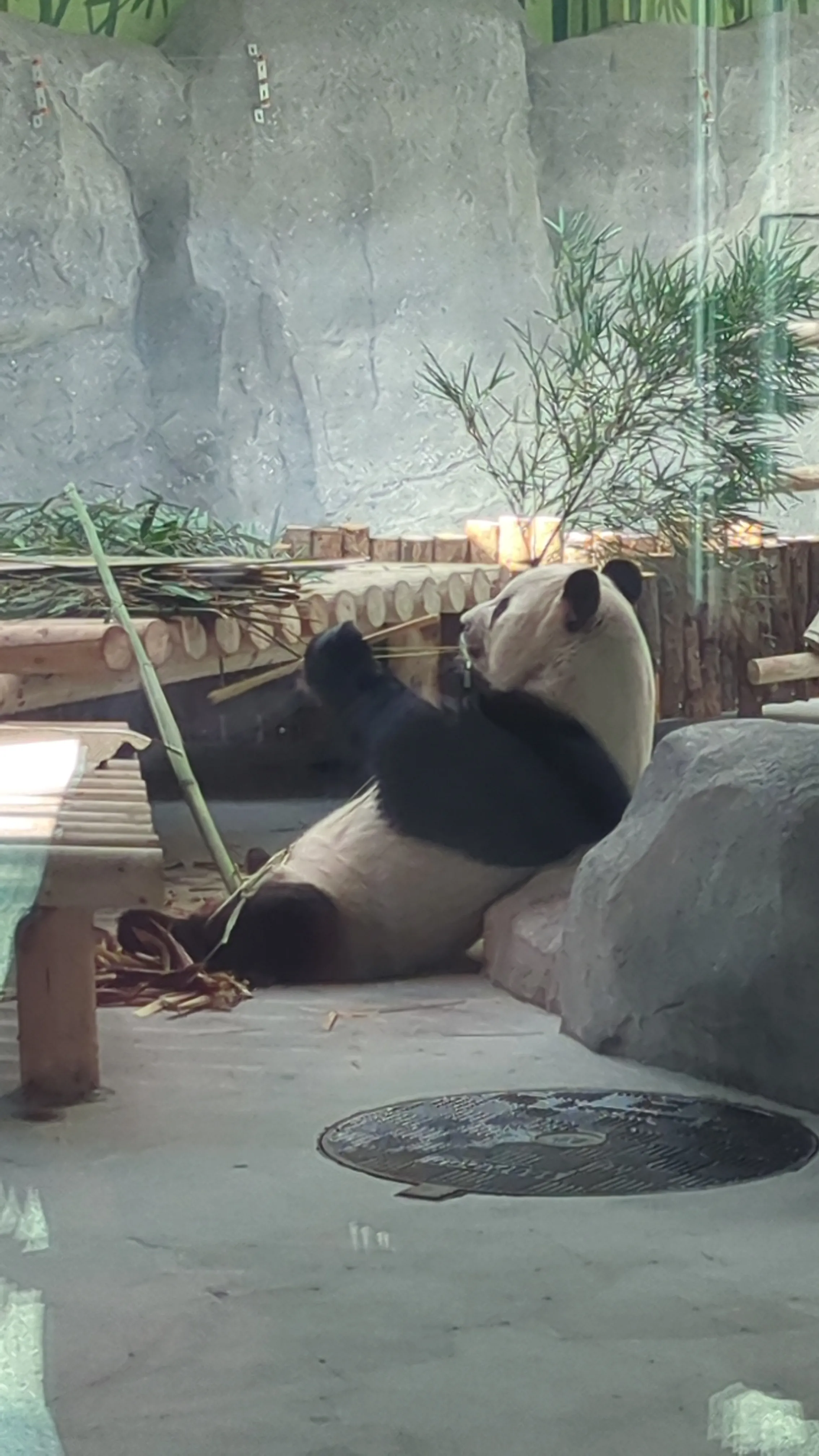 萌蘭