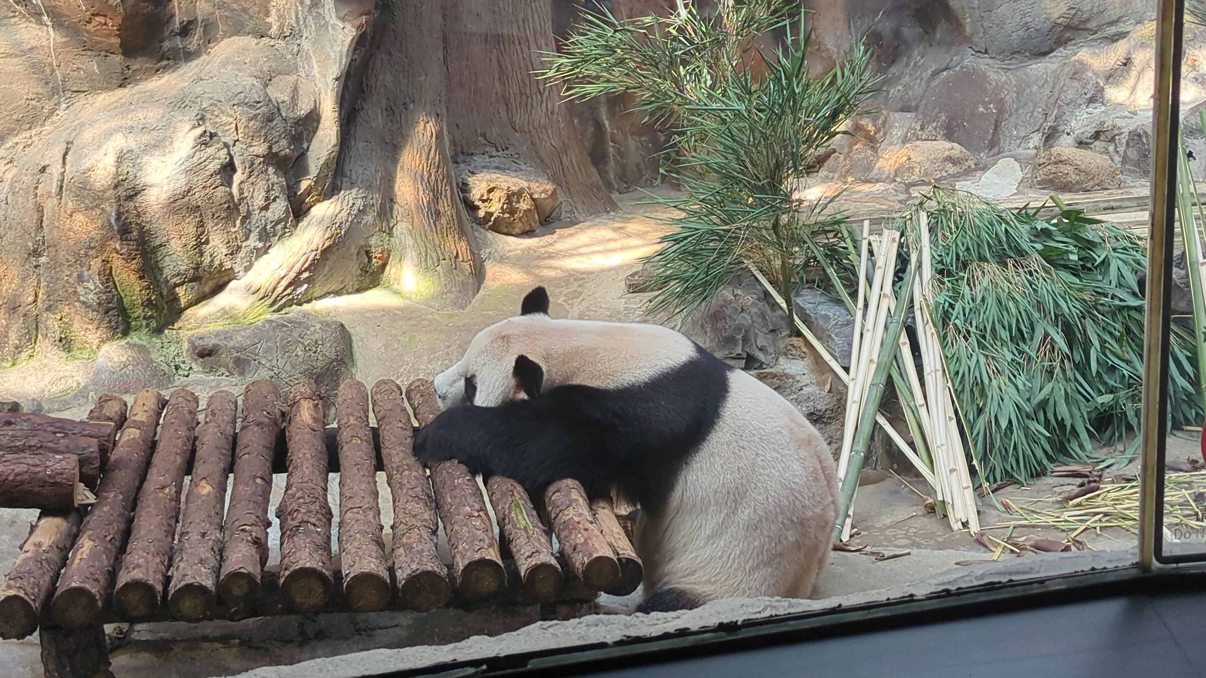 萌大