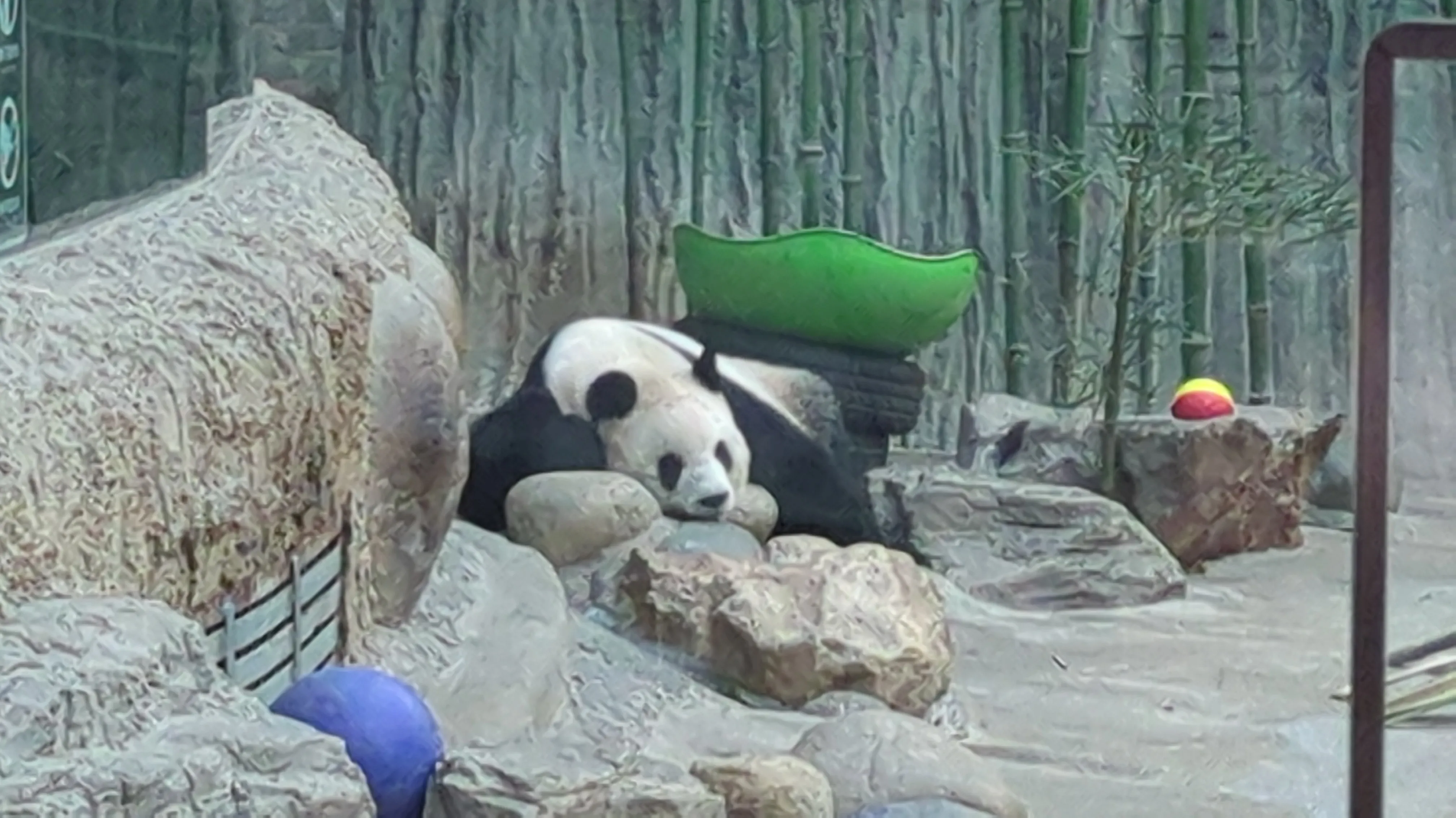 萌萌