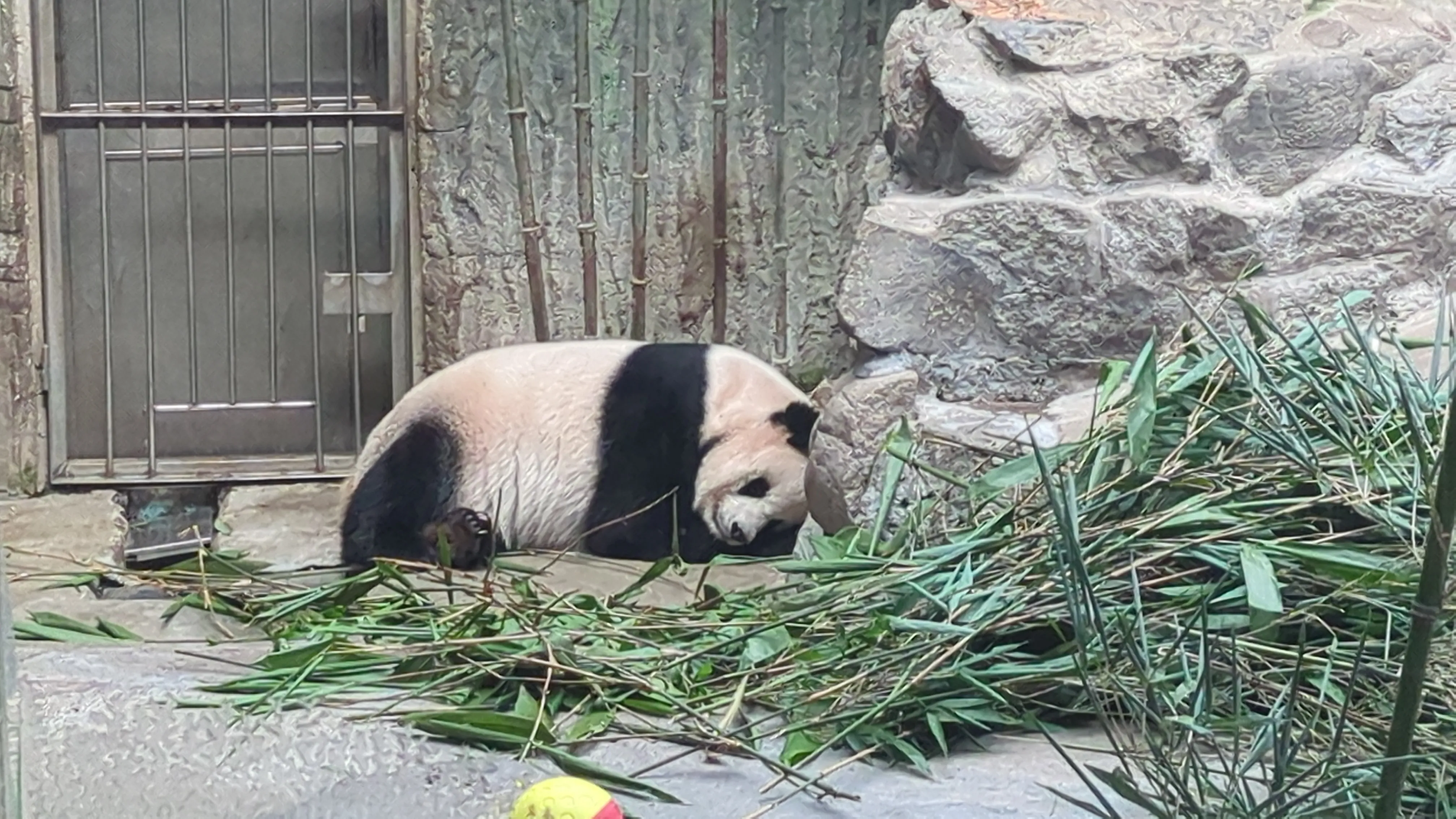 萌萌